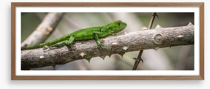 Green iguana