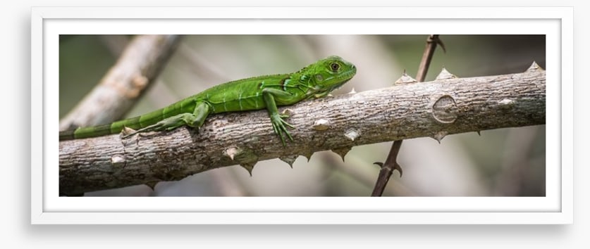 Green iguana