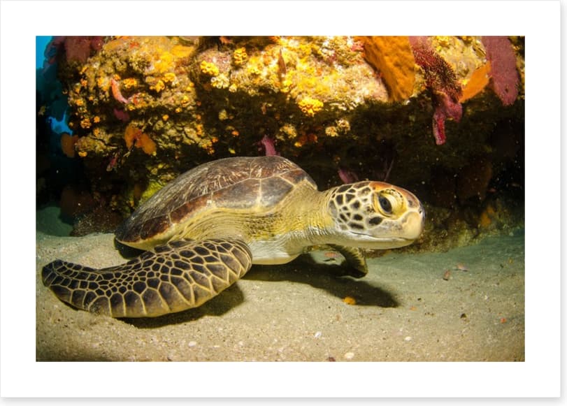Fish / Aquatic