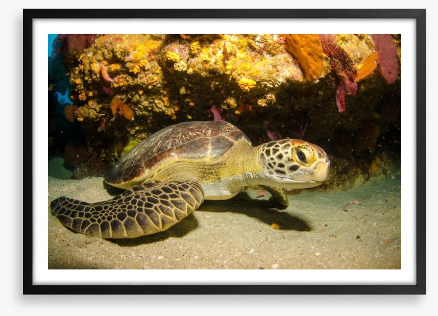 Fish / Aquatic