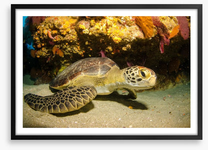 Fish / Aquatic
