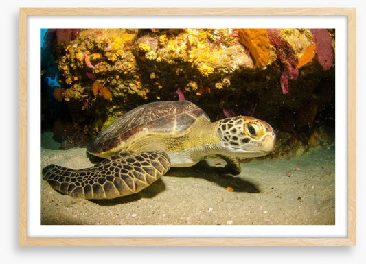 Fish / Aquatic