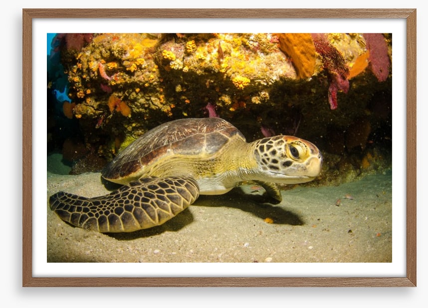 Fish / Aquatic