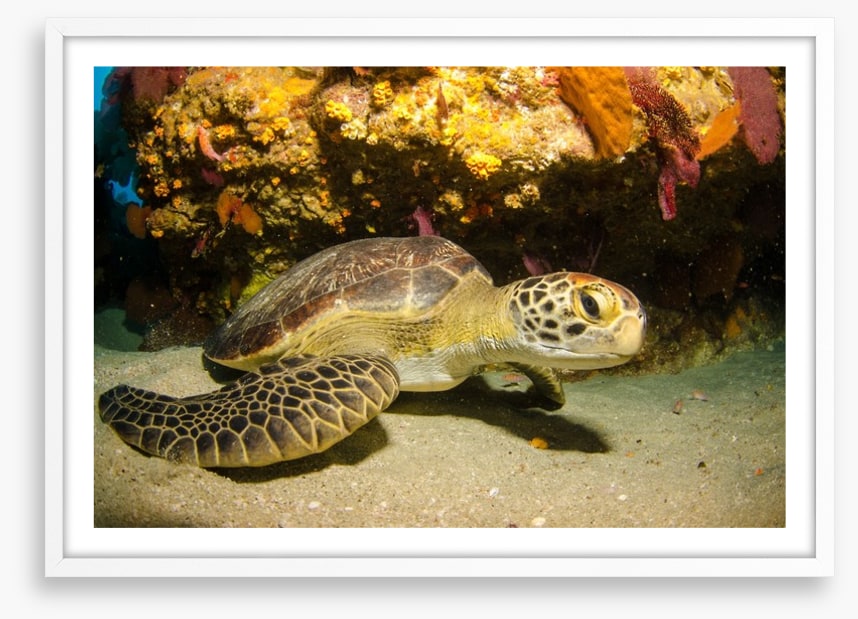 Fish / Aquatic