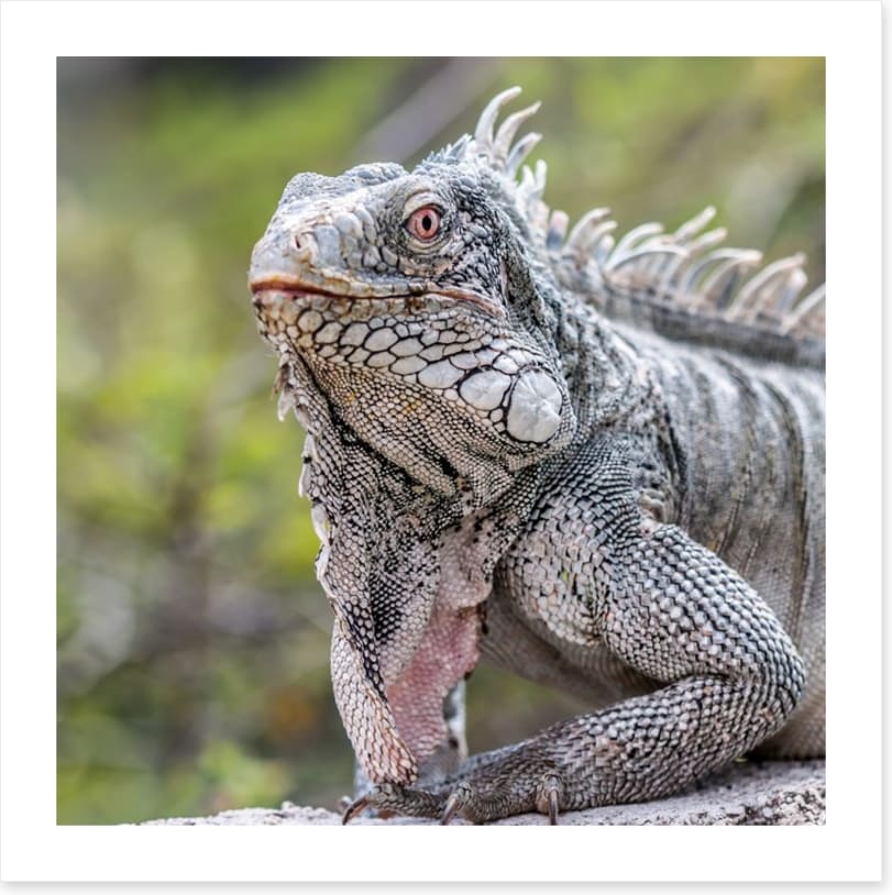 Reptiles / Amphibian