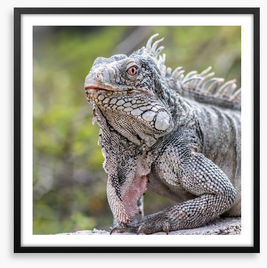 Reptiles / Amphibian