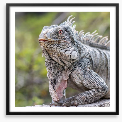 Reptiles / Amphibian