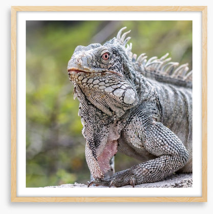 Reptiles / Amphibian