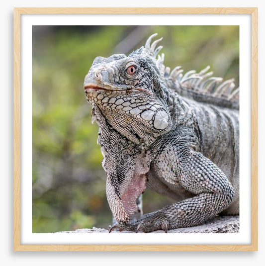 Reptiles / Amphibian