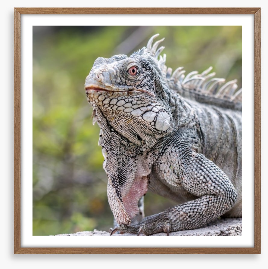 Reptiles / Amphibian