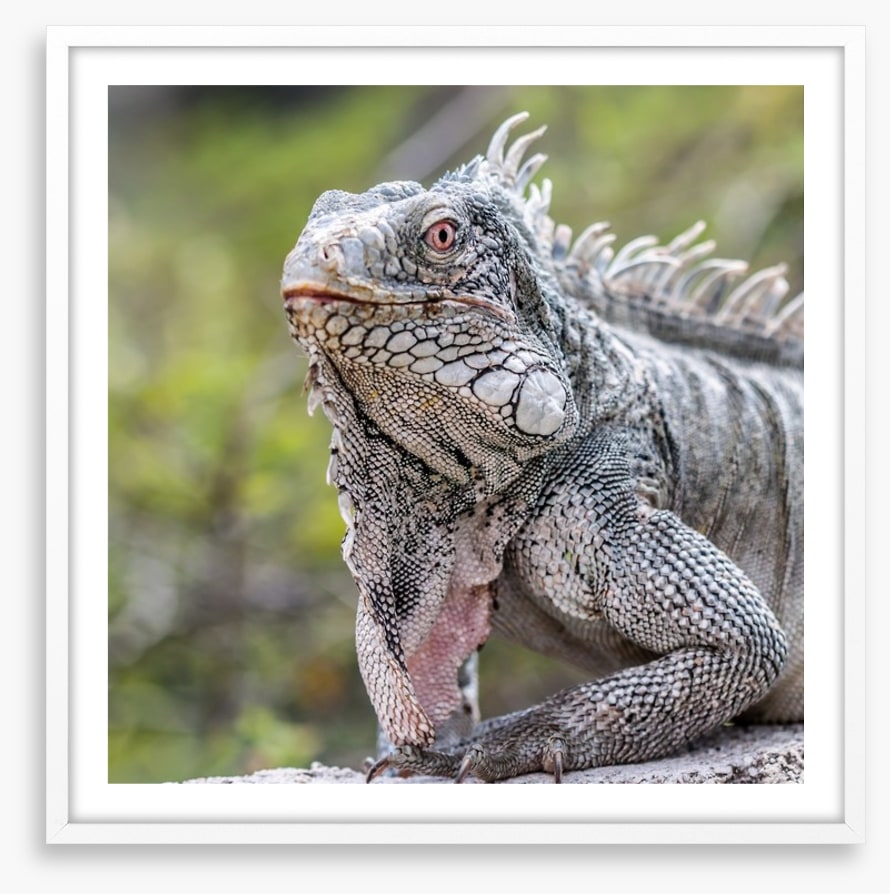 Reptiles / Amphibian