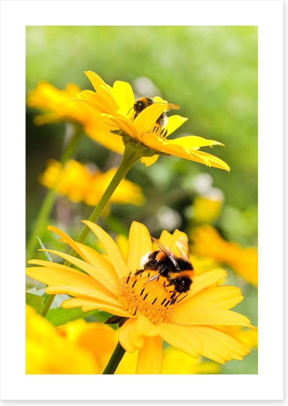Sunflower nectar