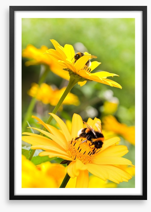 Sunflower nectar