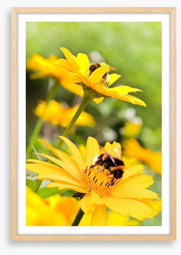 Sunflower nectar