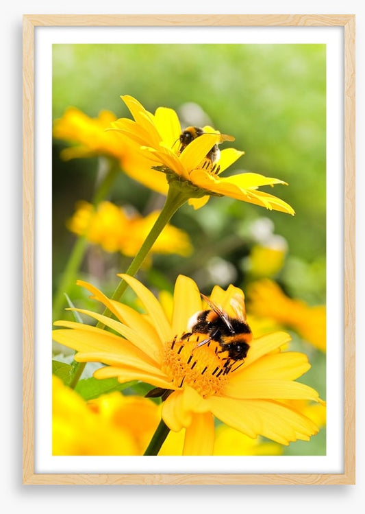 Sunflower nectar