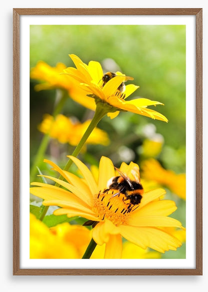 Sunflower nectar