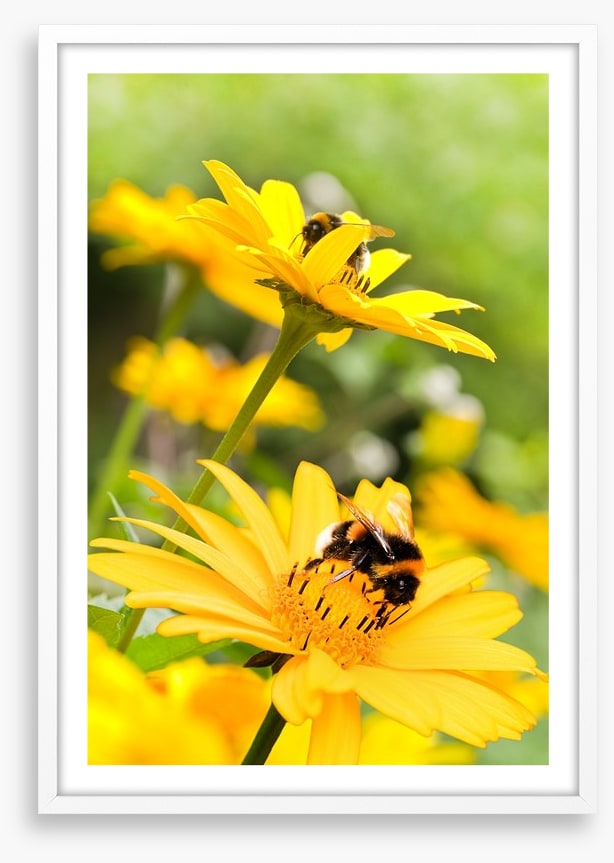 Sunflower nectar