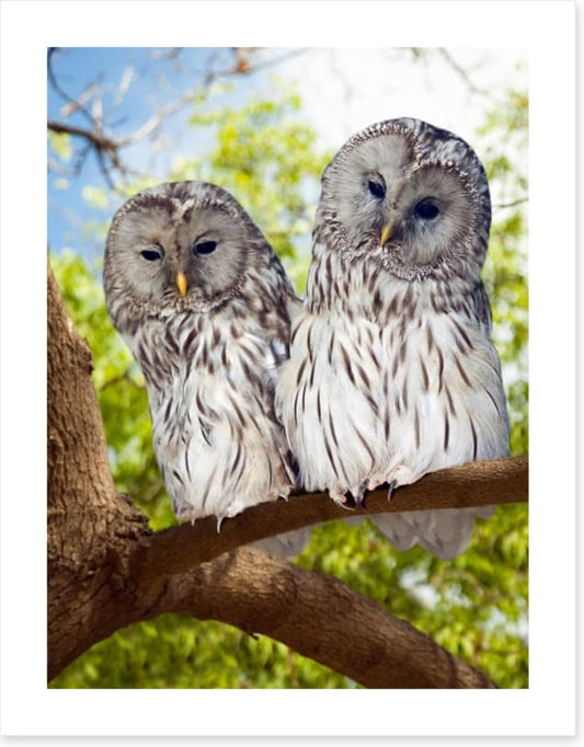 Grey owls