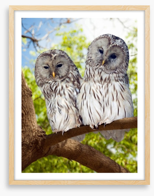 Grey owls