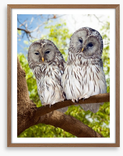 Grey owls