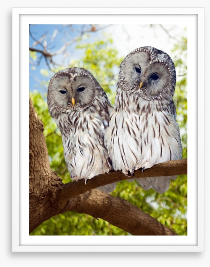 Grey owls