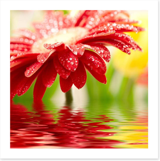 Red gerbera drops