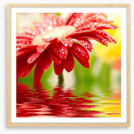 Red gerbera drops