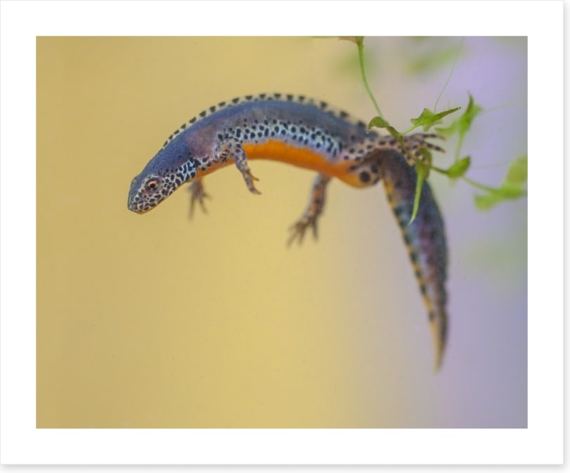 Reptiles / Amphibian