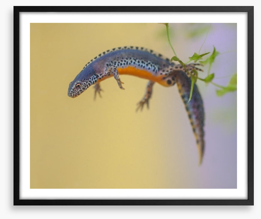 Reptiles / Amphibian