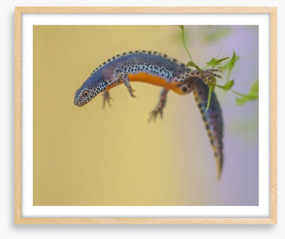 Reptiles / Amphibian