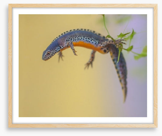 Reptiles / Amphibian
