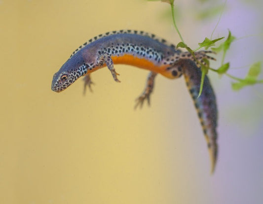 Reptiles / Amphibian
