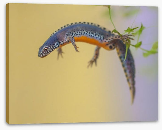 Reptiles / Amphibian