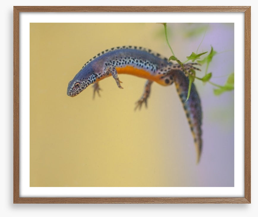 Reptiles / Amphibian
