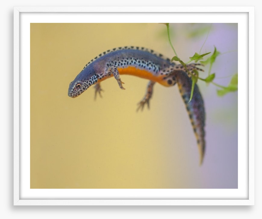 Reptiles / Amphibian
