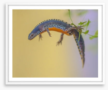 Reptiles / Amphibian
