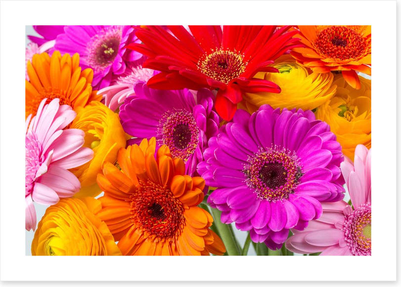 The gerbera crowd