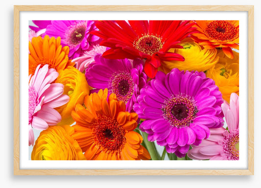 The gerbera crowd