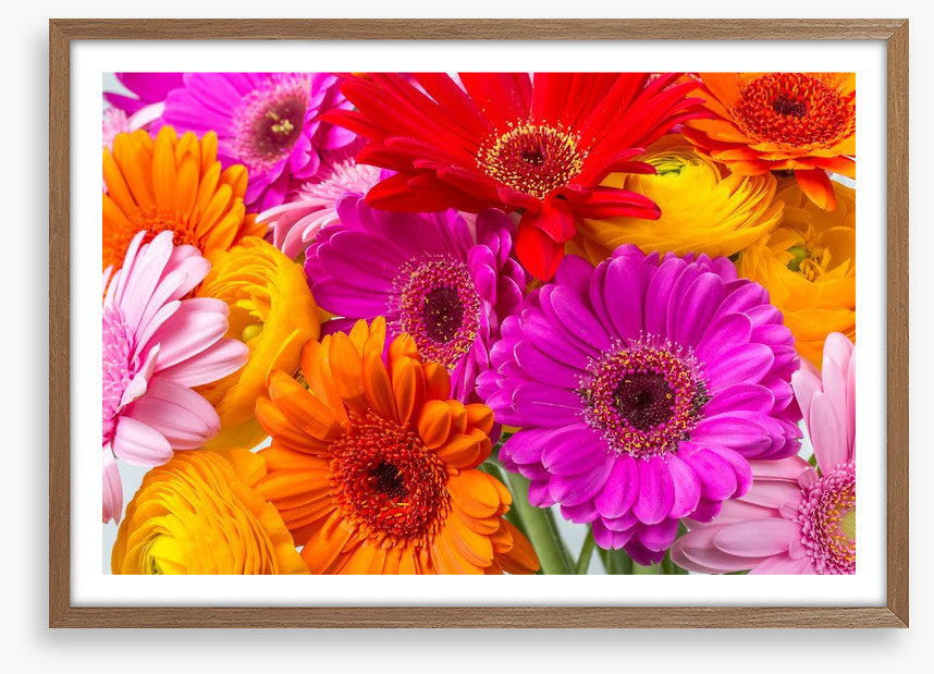 The gerbera crowd