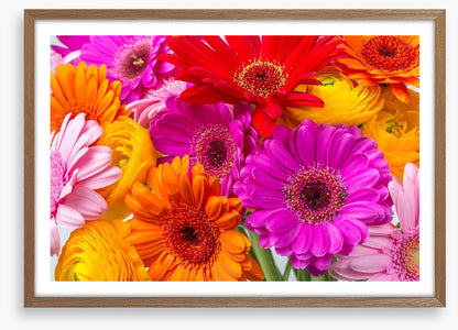The gerbera crowd