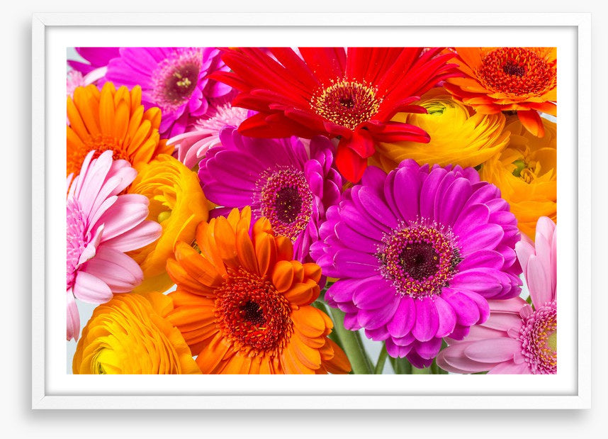 The gerbera crowd