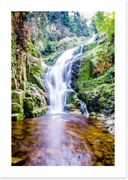 Fresh forest falls