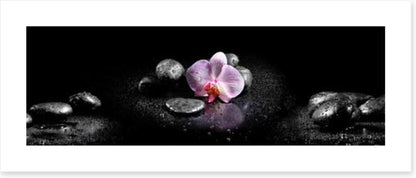 Orchids and stones panoramic