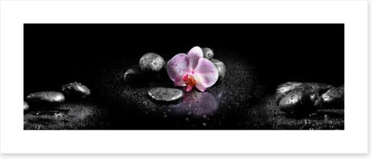 Orchids and stones panoramic