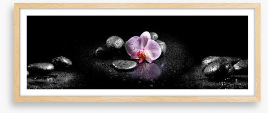 Orchids and stones panoramic