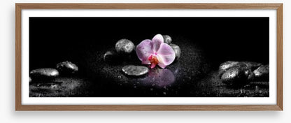Orchids and stones panoramic