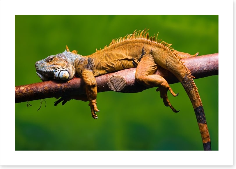 Reptiles / Amphibian