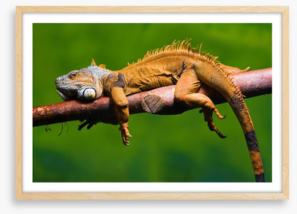 Reptiles / Amphibian