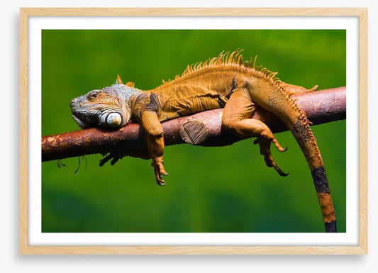 Reptiles / Amphibian