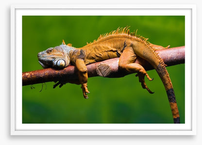 Reptiles / Amphibian